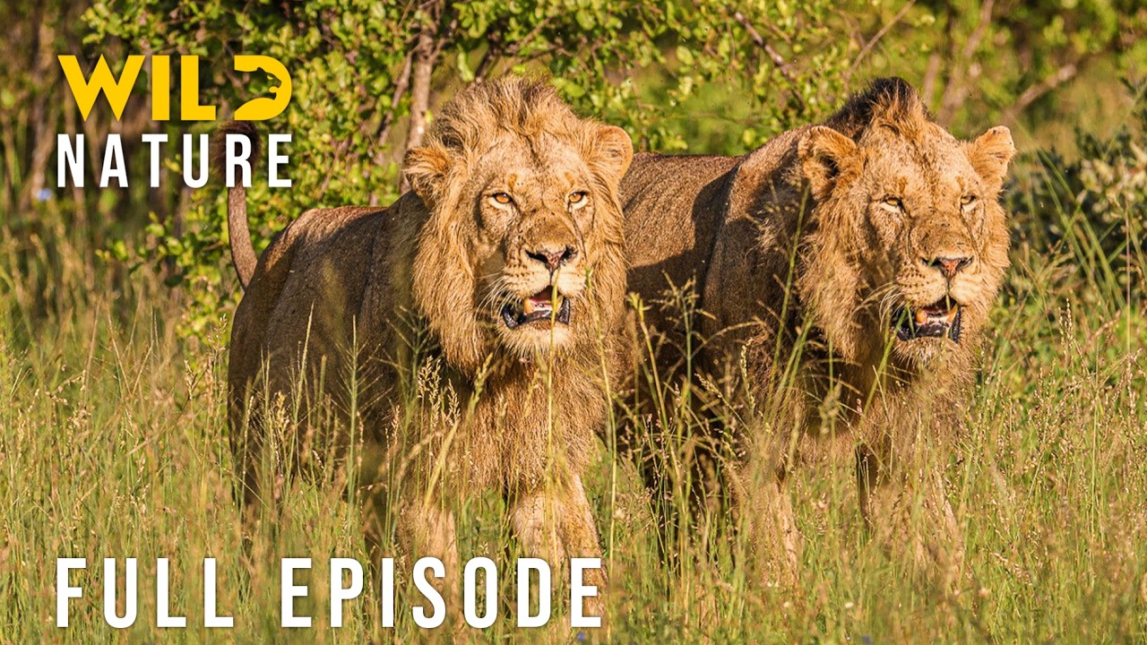 WILDEST LIONS: When the Kings Defy Nature (Full Episode) | Nature animal documentary