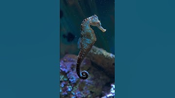 SEAHORSE - what a wonderful underwater creature #aquarium #relaxing #sea