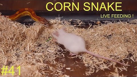 LIVE FEEDING - Corn Snake EFFORTLESSLY constricts mouse !
