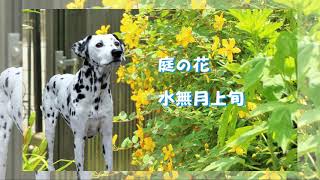 庭の花　キンシバイ