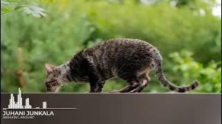 🎵 Juhani Junkala - Sneaking Around No Copyright Music cc0