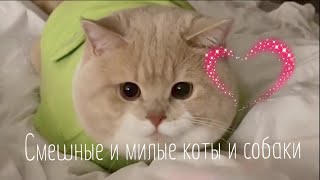 Прикольные видео с животными #27/ забавные животные / милые животные /