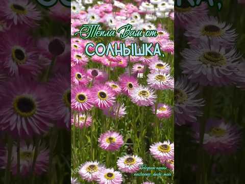 #доброеутро #длявасдрузья #музыкальнаяоткрытка #доброеутрооткрытки