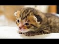 Fighting a Cold | Five Sibling Kittens from the animal protection center