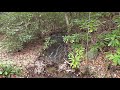 Buckeye creek trail  nantahala national forest