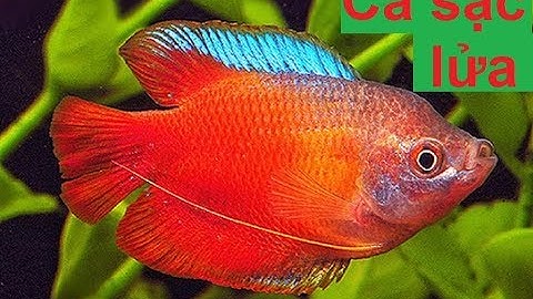 Cá Sặc Lửa màu sắc tươi đỏ rực rỡ (VietSub)-Dwarf Gourami