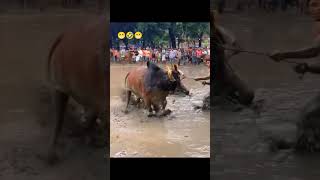 পাগলা মেছি