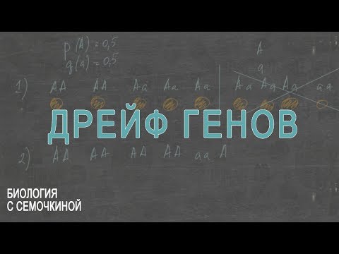 Видео: Разница между эффектом основателя и генетическим дрейфом