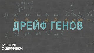 картинка: Дрейф генов
