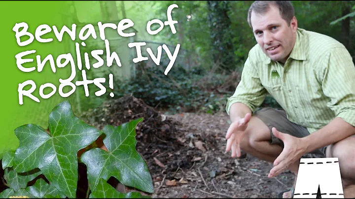 Beware of English Ivy Roots | GreenShortz DIY