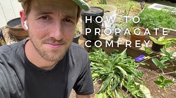 Two Easy Ways to Propagate Comfrey | Garden Tips