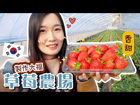 [韓國VLOG] 新村美食豬肉湯飯！採草莓體驗、製作大福🍓一招KO不良的士司機？！首爾近郊一日遊🇰🇷 | Aloe 呀撈