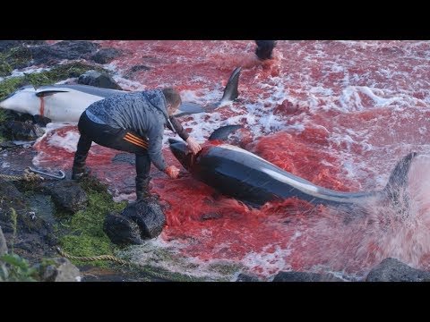 Video: Die Dänische Küste Wird Während Der Jährlichen Tötung Von Delfinen - Alternative Ansicht