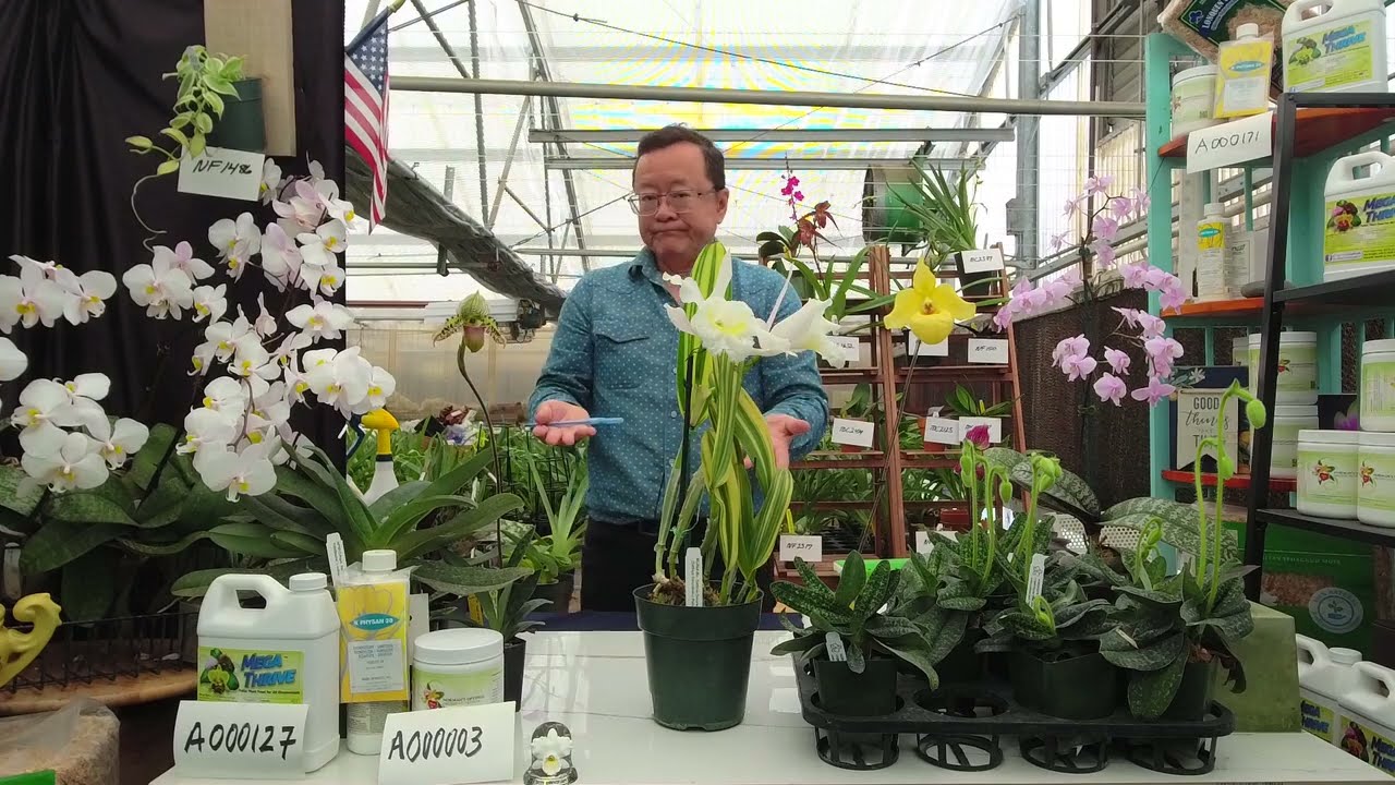 Норман Фэнг в прямом эфире! Эпизод 98. Уход за разноцветными орхидеями