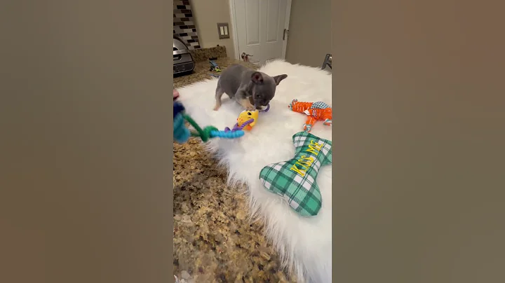 AKC French Bulldog Puppies OHIO https://www.face...