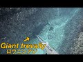 海を泳いでいたらブラックGTに遭遇!!