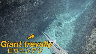 Black Giant Trevally 【Spearfishing in Japan】