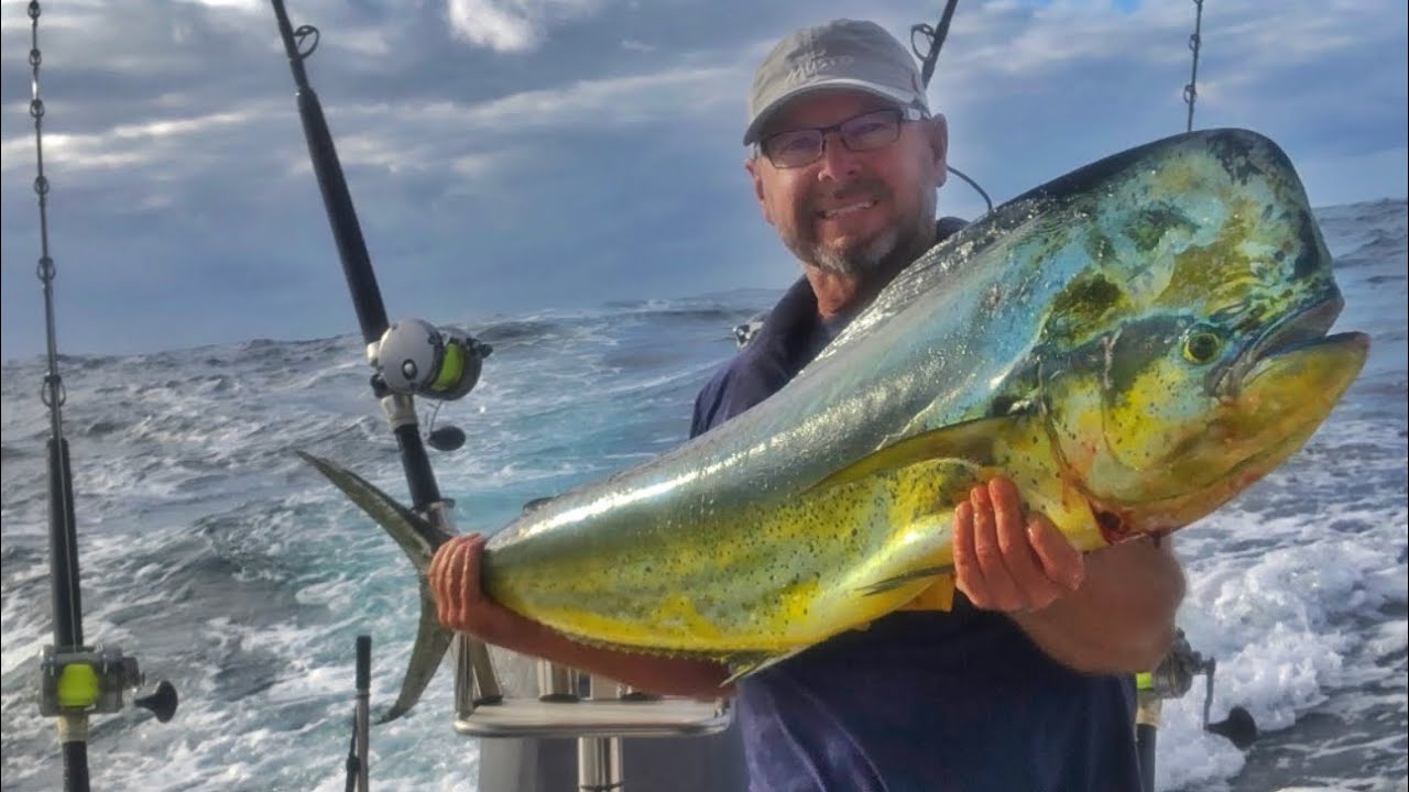 Solo Bull Dolphin Fish  - Dec 2019