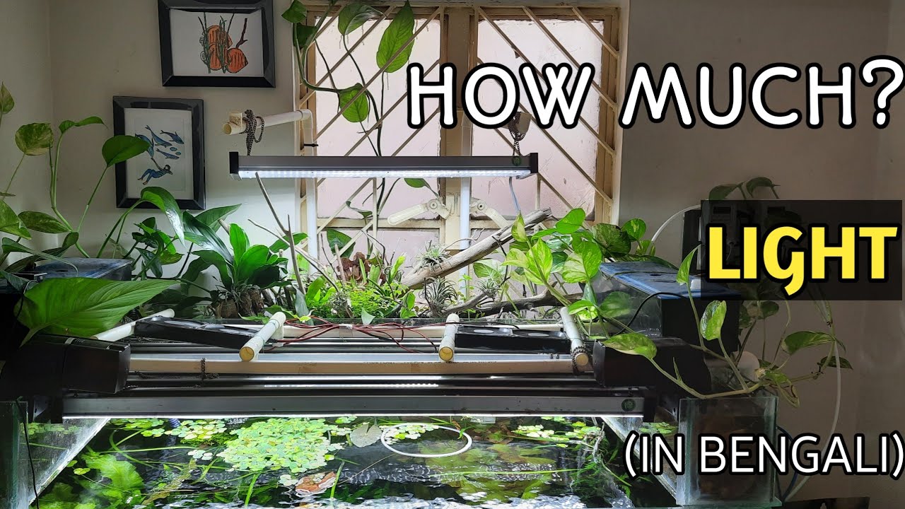 Aquarium LIGHTING Tutorial Planted Tank Light (In Bengali) YouTube