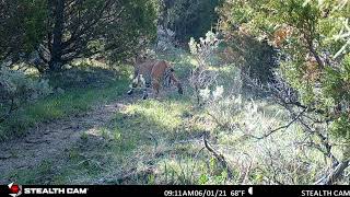 Bobcat Heading Into the Forest by People and Carnivores 62 views 2 years ago 7 seconds