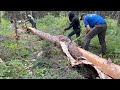 Building our Alaskan Dream Home/Shop Pt. 12 Harvesting the Logs