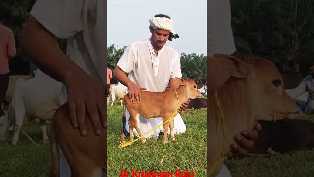 Dr Krishnam Raju With Miniaster Punganuru Cattle