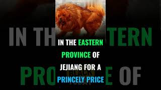 Do you Know | Tibetan Mastiff | #doyouknow #knowledge #education #shorts  #dog #tibetanmastiff