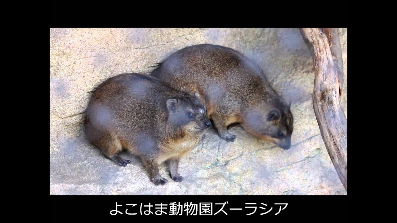 不思議な動物 ケープハイラックス を知っていますか 元飼育員が特徴や飼い方 飼育している動物園をまるっとご紹介 Petpedia 不思議な動物 ケープハイラックス を知っていますか 元飼育員が特徴や飼い方 飼育している動物園をまるっとご紹介 Petpedia