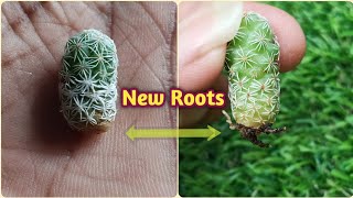 How To Grow Cactus Pups Mammillaria Gracilis Clumps With Update Youtube