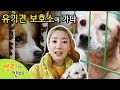 [엘리가 간다] 강아지 유기견 보호소에서 귀여운 강아지들을 만나다. 말 못하는 동물들에게 어떤 사연이? | 엘리앤 투어