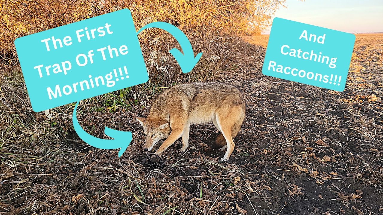 Raccoon Rapping Out On The Line 2022 Ep. 4 - Part 1 - Trapping Giant Raccoons - YouTube