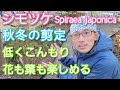 【シモツケの剪定】株を低く維持して、葉&花も楽しむ秋冬の手入れ方法