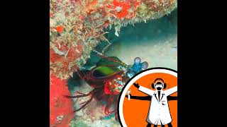 Camera based on shrimp eye sees cancer cells