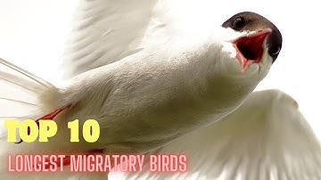 TOP 10 longest migratory birds