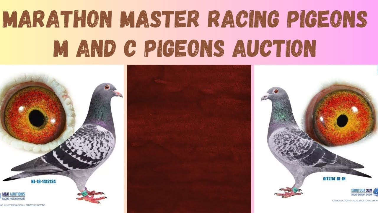 M&C Auctions - ONLINE AUCTION 