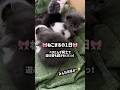 ねこまるの一日とべびたんず同士のじゃれ合い動画🎥🎀#kitten #猫 #子ネコ #子猫 #育児