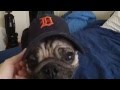 Snuggy Pug Reps the D, Brookie Barks &quot;Let&#39;s Go Tigers&quot;