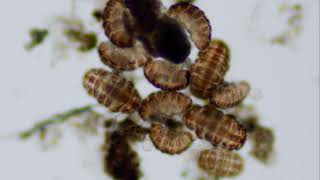 Tardigrade Rehydration