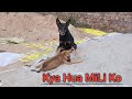 Street Dog Karte Hai Property Ki Rakhwali