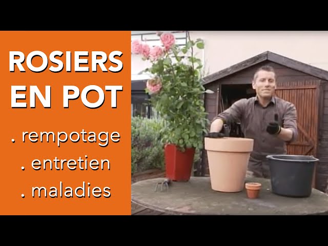 Comment s'occuper d'un ROSIER EN POT ? ENTRETIEN ROSIER - Chroniqueur  jardin Franck PROST - YouTube