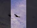 Golden Eagle – The Ruthless King of the Sky 🦅 | Most Powerful Hunter Bird #goldeneagle #eagle #facts