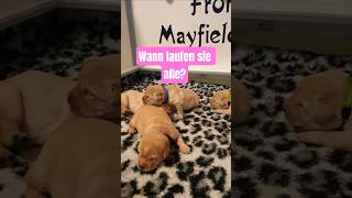 🤩❤️ When will they start walking? We're waiting for the puppies to go exploring. #labradorpuppies...