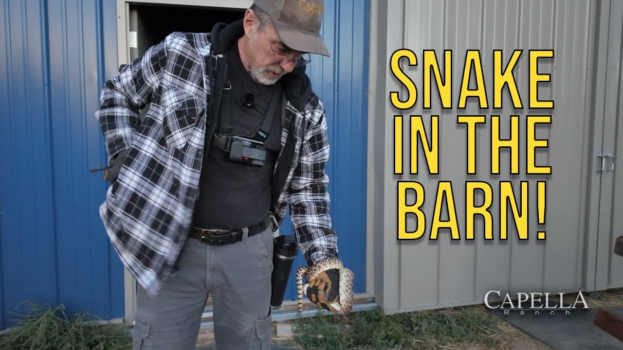 Snake in the Barn! | September 25, 2025 (Farm Vlog Thursday Egg Collect and Bedtime) (Full Version)