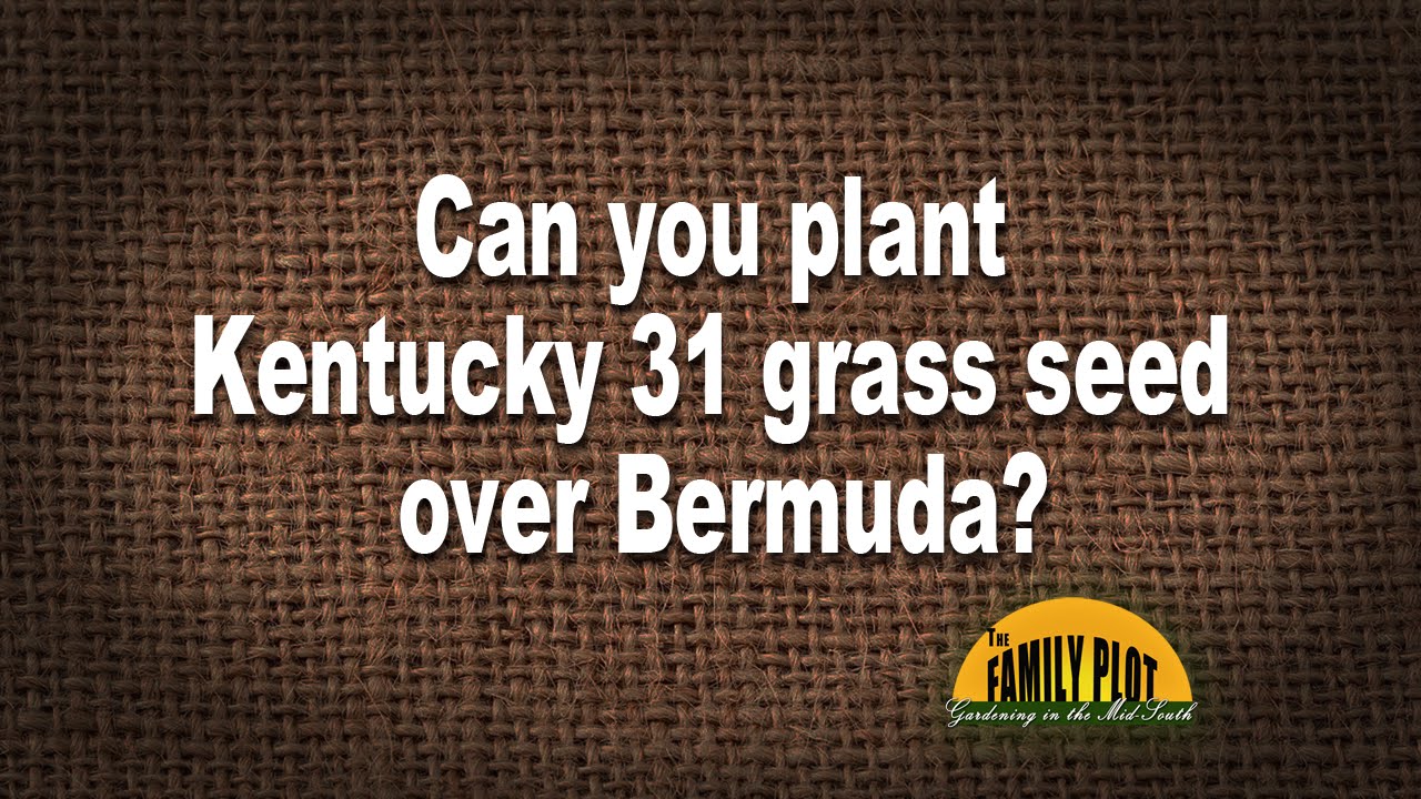 Q&A Can you plant Kentucky 31 grass seed over Bermuda? YouTube