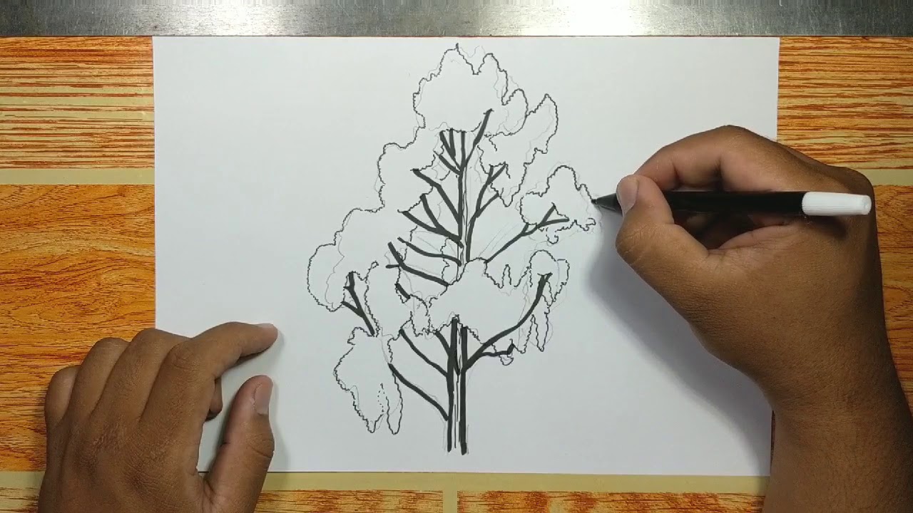 Eucalyptus Tree Drawing