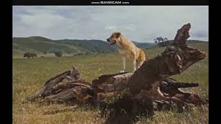 Old Yeller 1957 Le Sequence