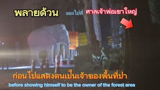 Ep.454 ก่อนพลายด้วนแสดงตน มองไปที่ศาลเจ้าพ่อเขาใหญ่ #wildlife #เขาใหญ่ #ช้างป่า #elephant #news