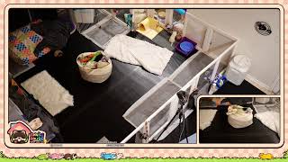 Ferret Rescue 💜 !Rescue💛!Wiki