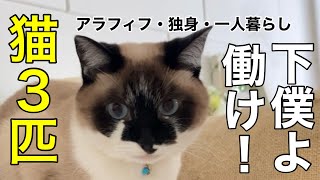 【アラフィフ独身女】手取り15万派遣女、愛猫のためつべこべ言わずゆるく働け