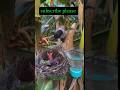 बुलबुल पक्षी की चौंकाने वाली सच्चाई | Viral Bird Facts #wildlife #indianbirds #birdspotting #facts